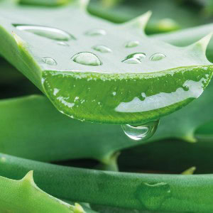 [BENTON] Aloe Bha Skin Toner 20ml 1