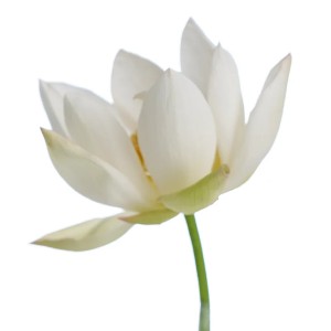 [ROVECTIN] (Renew) Calming Lotus Cream 60ml